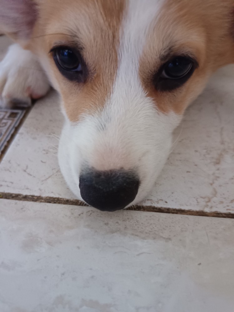 Create meme "Welsh Corgi dog, corgi puppy, Welsh Corgi" - Pictures ...