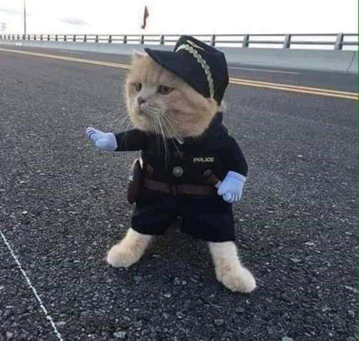 Fall Cat Cop Create meme