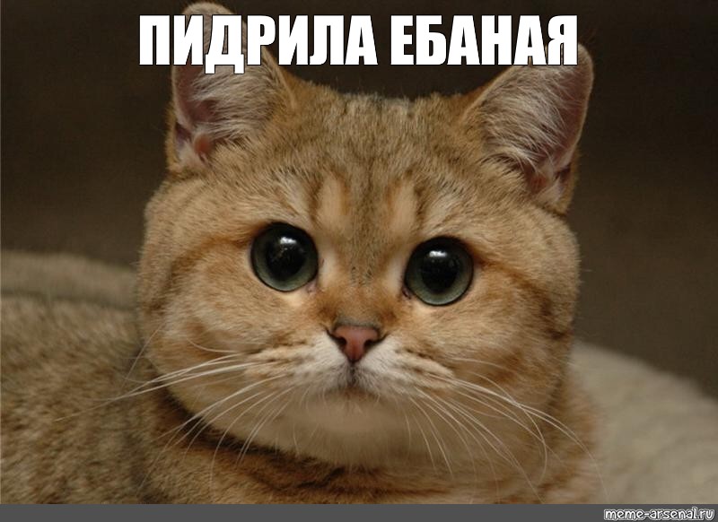 Кот Дрочит Мем Кот Дрочит Мем