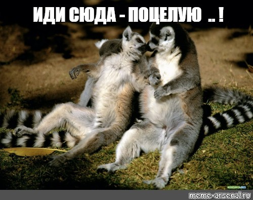 Сира - Иди сюда - 101 фото