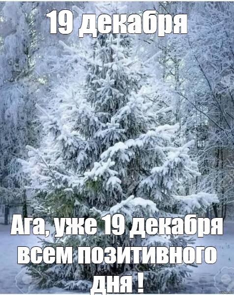 Создать мем "ель в зимнем наряде, сосна на новый год, зимнее дерево ...