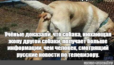 Что Будет Если Собака Сделает Куни