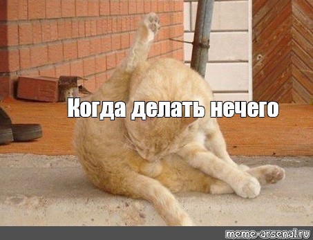 Кот Дрочит Мем Кот Дрочит Мем