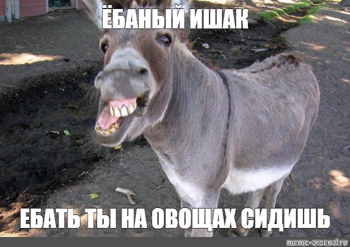 Ебло Тупое Ебло Тупое