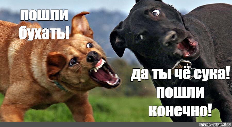 Дружбаны поделили суку