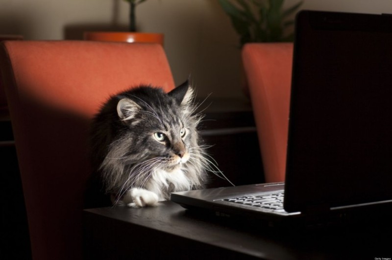 Cat Computer Pinterest Create meme