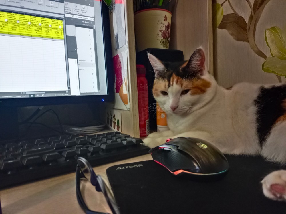 Computer String Cat Create meme