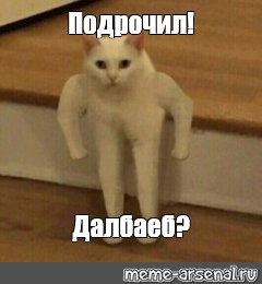 Кот Дрочит Мем Кот Дрочит Мем