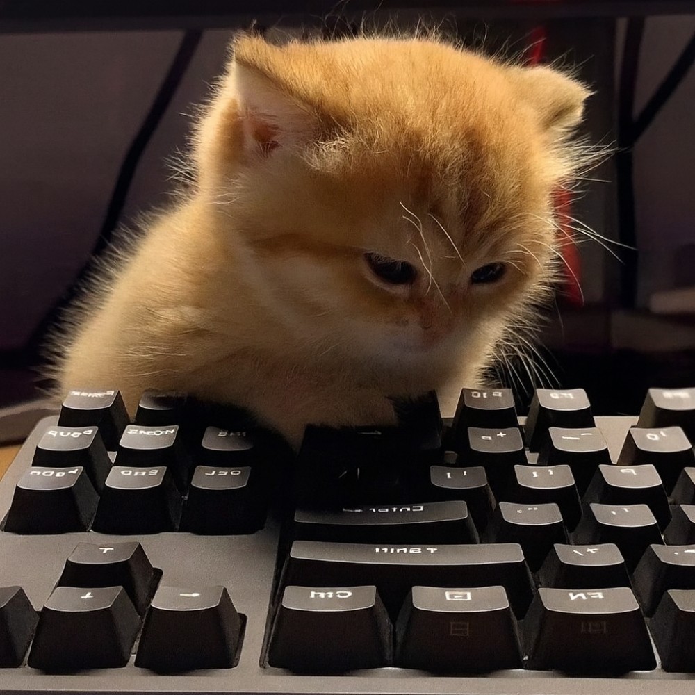 Create meme "the computer and the cat, meme cats, a cat with a keyboard ...