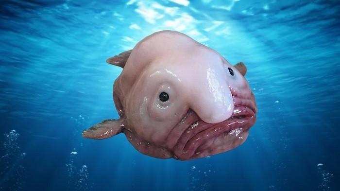 Drop Like Fish Create meme