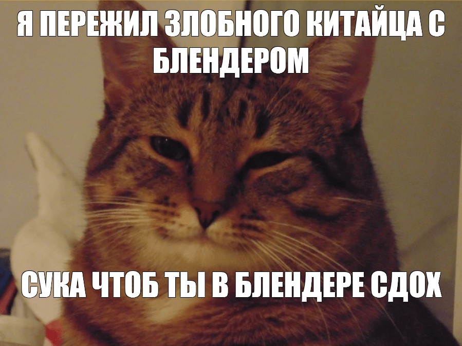 Кот Дрочит Мем Кот Дрочит Мем