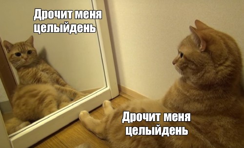 Кот Дрочит Мем Кот Дрочит Мем